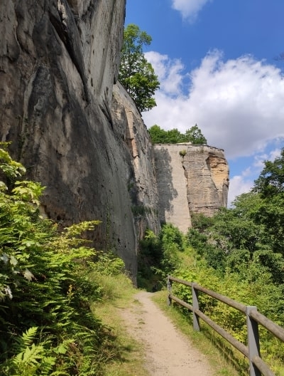 Blick zur Blitzeiche